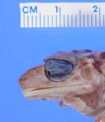 Media type: image; Herpetology A-43199